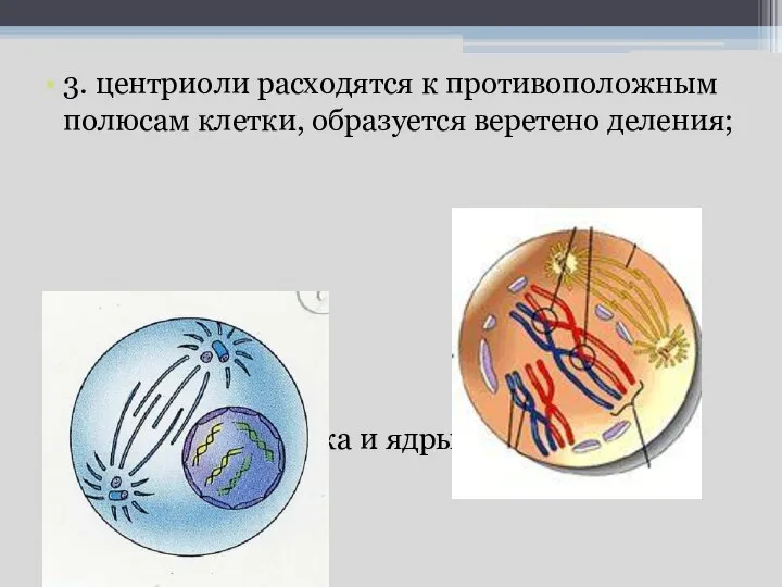 3. центриоли расходятся к противоположным полюсам клетки, образуется веретено деления; 4. ядерная оболочка и ядрышко исчезают.