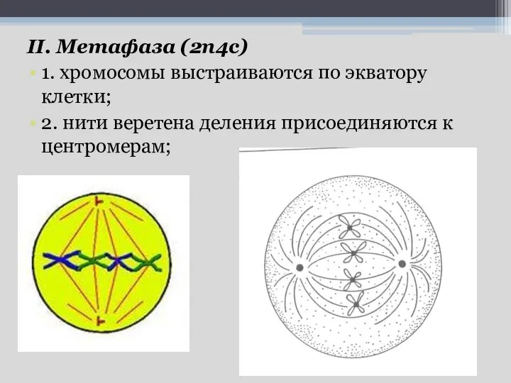 II. Метафаза (2n4c) 1. хромосомы выстраиваются по экватору клетки; 2. нити веретена деления присоединяются к центромерам;