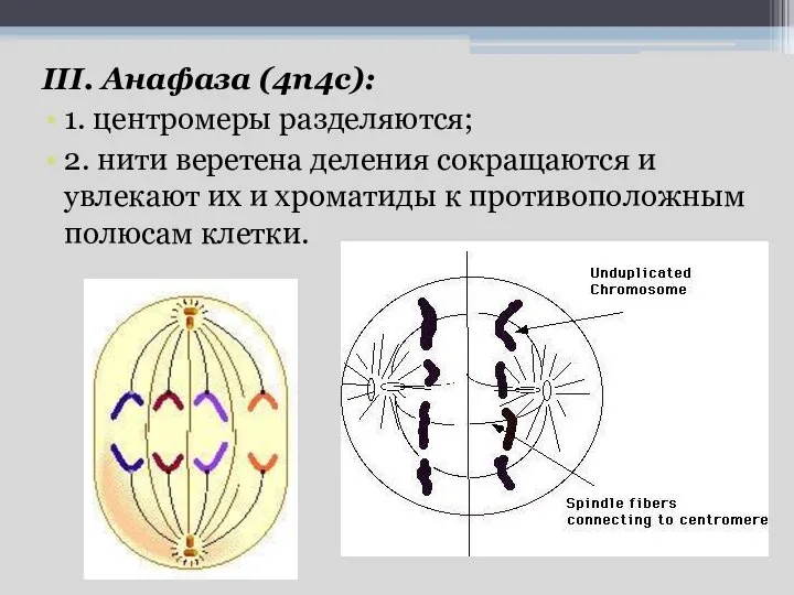 III. Анафаза (4n4c): 1. центромеры разделяются; 2. нити веретена деления сокращаются