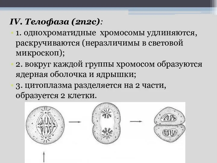 IV. Телофаза (2n2c): 1. однохроматидные хромосомы удлиняются, раскручиваются (неразличимы в световой