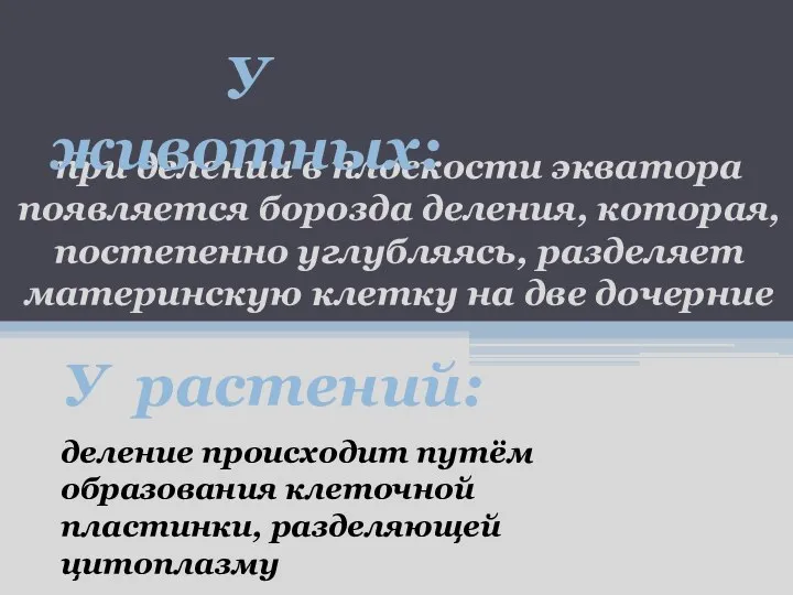 при делении в плоскости экватора появляется борозда деления, которая, постепенно углубляясь,