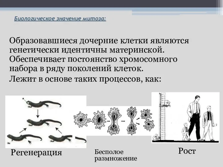 Образовавшиеся дочерние клетки являются генетически идентичны материнской. Обеспечивает постоянство хромосомного набора