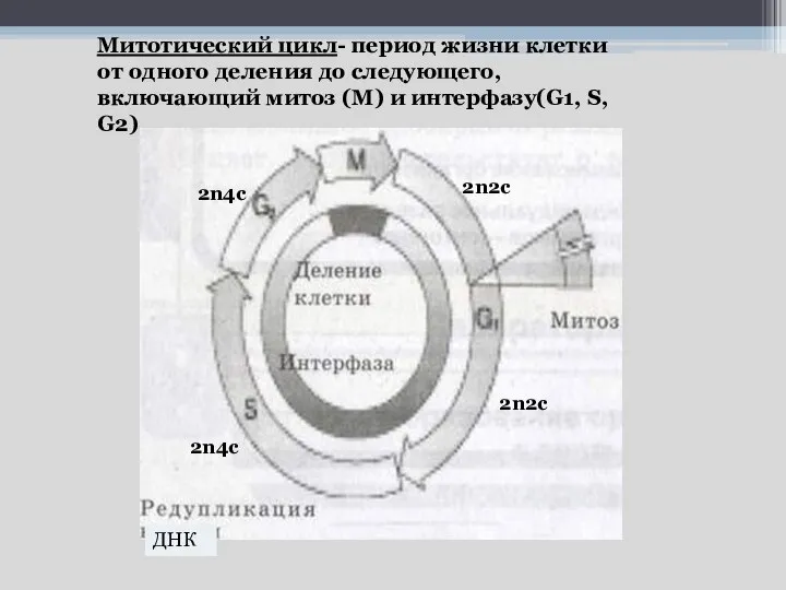 Митотический цикл- период жизни клетки от одного деления до следующего, включающий