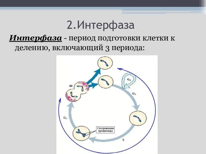 2.Интерфаза Интерфаза - период подготовки клетки к делению, включающий 3 периода: