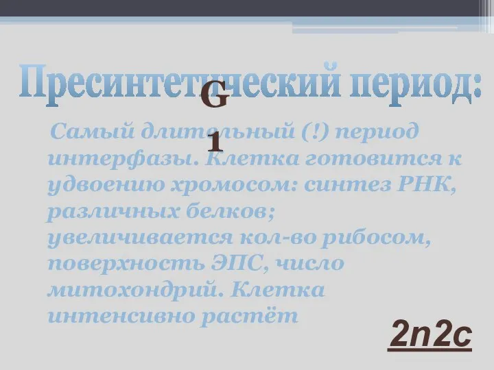 Самый длительный (!) период интерфазы. Клетка готовится к удвоению хромосом: синтез