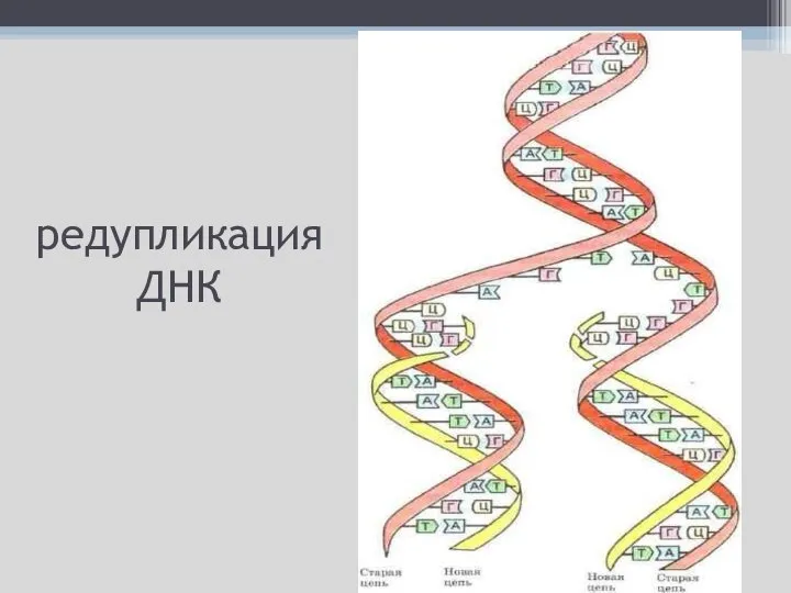 редупликация ДНК