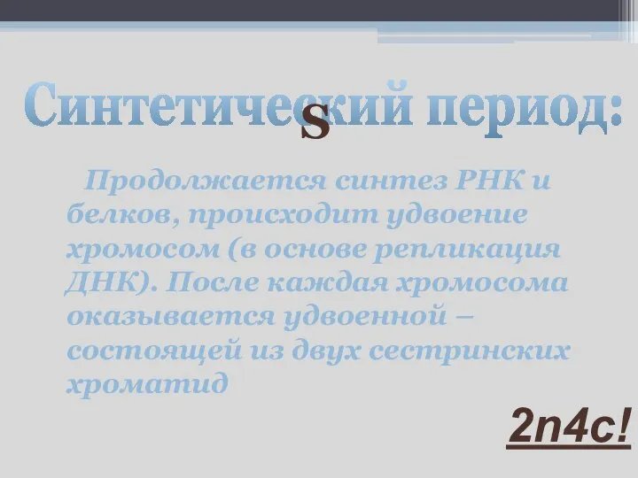 Синтетический период: S Продолжается синтез РНК и белков, происходит удвоение хромосом