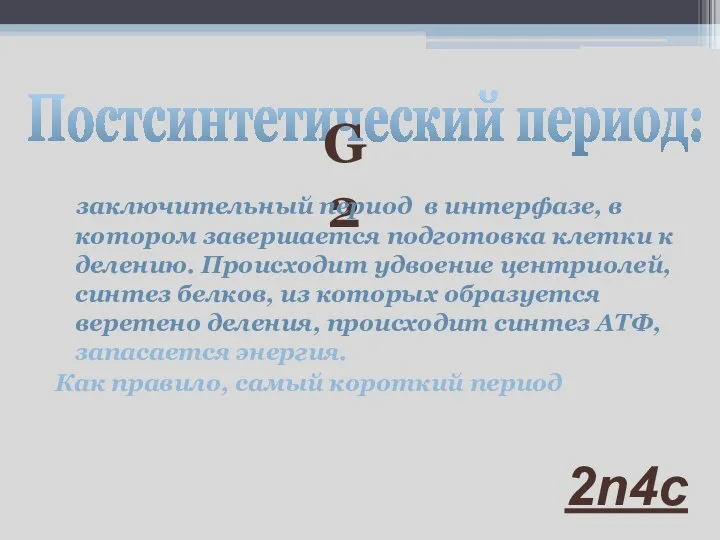 Постсинтетический период: G2 заключительный период в интерфазе, в котором завершается подготовка