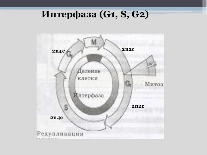 Интерфаза (G1, S, G2) 2n2c 2n4c 2n4c 2n2c