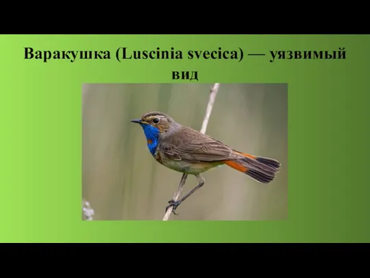 Варакушка (Luscinia svecica) — уязвимый вид