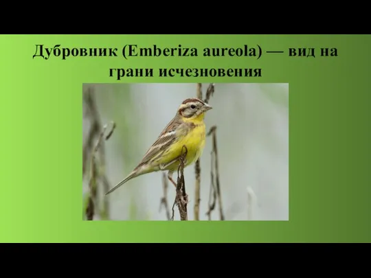 Дубровник (Emberiza aureola) — вид на грани исчезновения