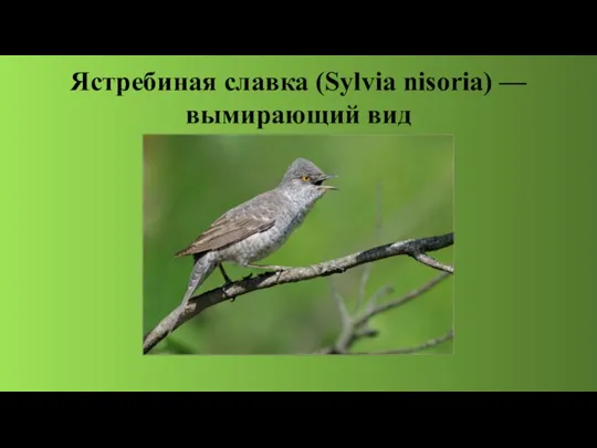 Ястребиная славка (Sylvia nisoria) — вымирающий вид