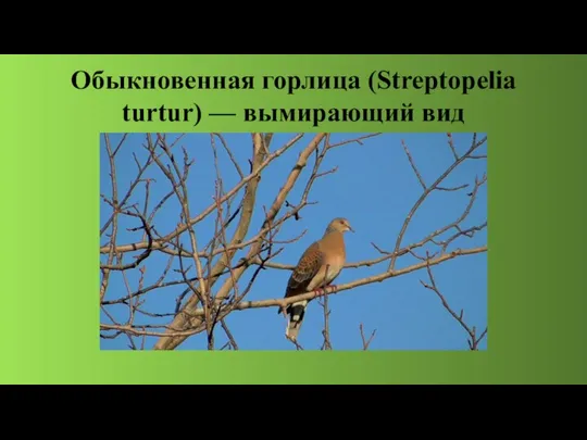 Обыкновенная горлица (Streptopelia turtur) — вымирающий вид