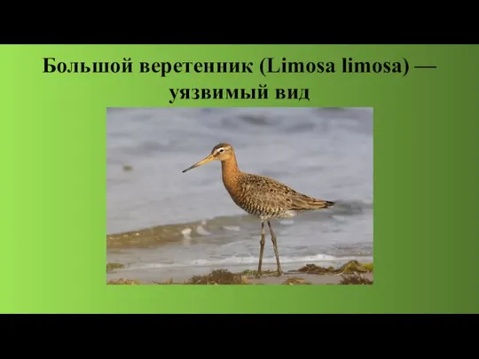 Большой веретенник (Limosa limosa) — уязвимый вид