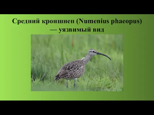 Средний кроншнеп (Numenius phaeopus) — уязвимый вид