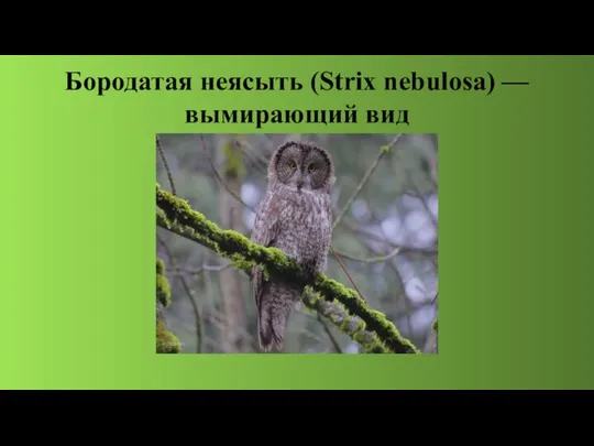 Бородатая неясыть (Strix nebulosa) — вымирающий вид