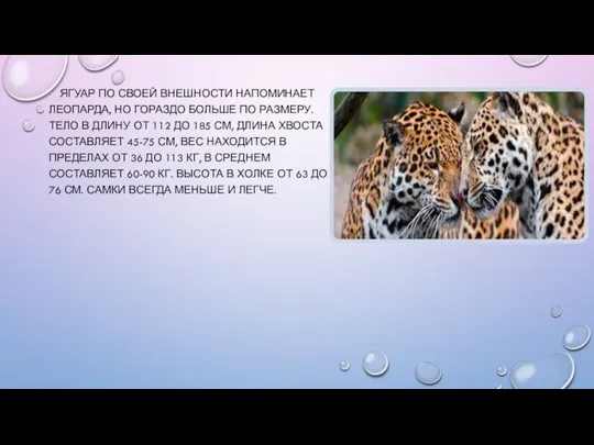 ЯГУАР ПО СВОЕЙ ВНЕШНОСТИ НАПОМИНАЕТ ЛЕОПАРДА, НО ГОРАЗДО БОЛЬШЕ ПО РАЗМЕРУ.