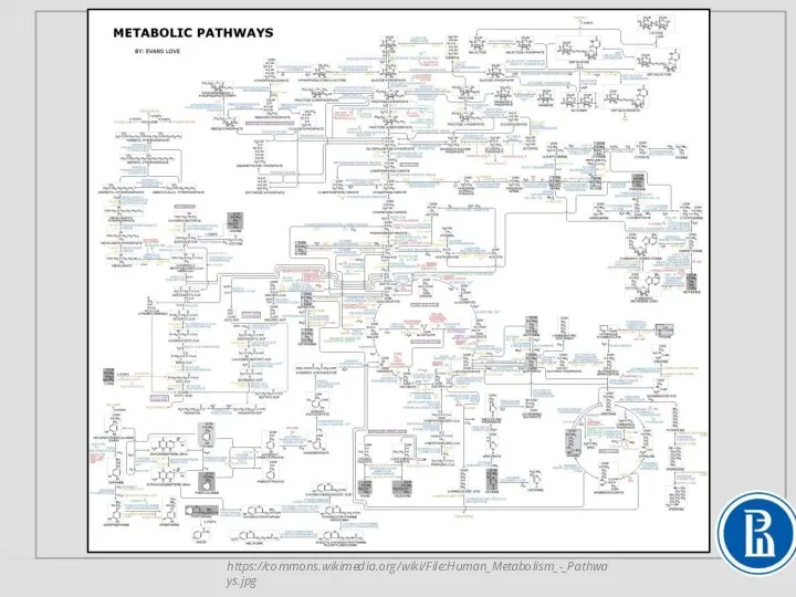 https://commons.wikimedia.org/wiki/File:Human_Metabolism_-_Pathways.jpg