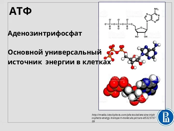 АТФ http://media.istockphoto.com/photos/adenosine-triphosphate-energy-transport-molecule-picture-id532373709 Аденозинтрифосфат Основной универсальный источник энергии в клетках