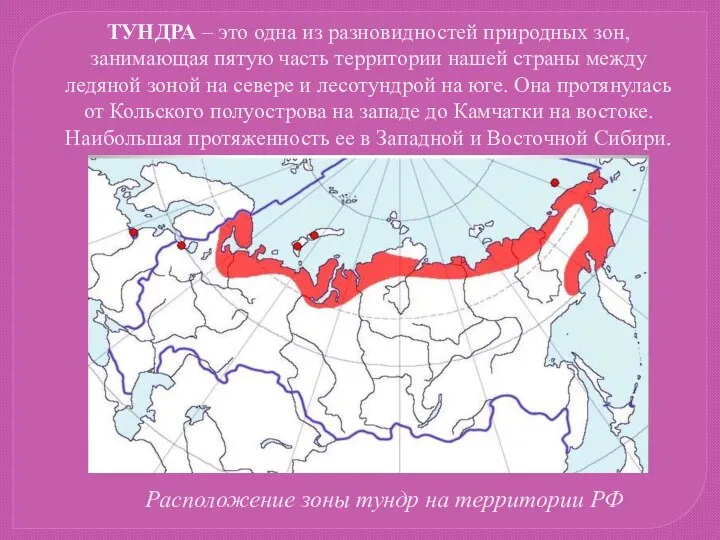 ТУНДРА – это одна из разновидностей природных зон, занимающая пятую часть