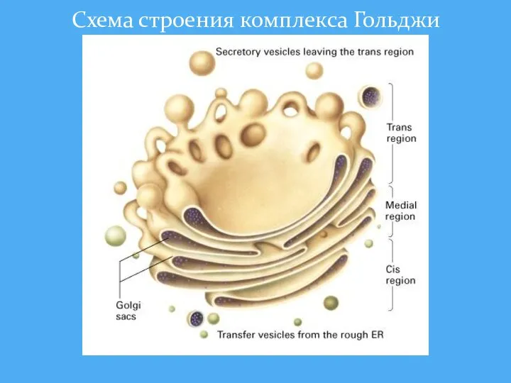 Схема строения комплекса Гольджи