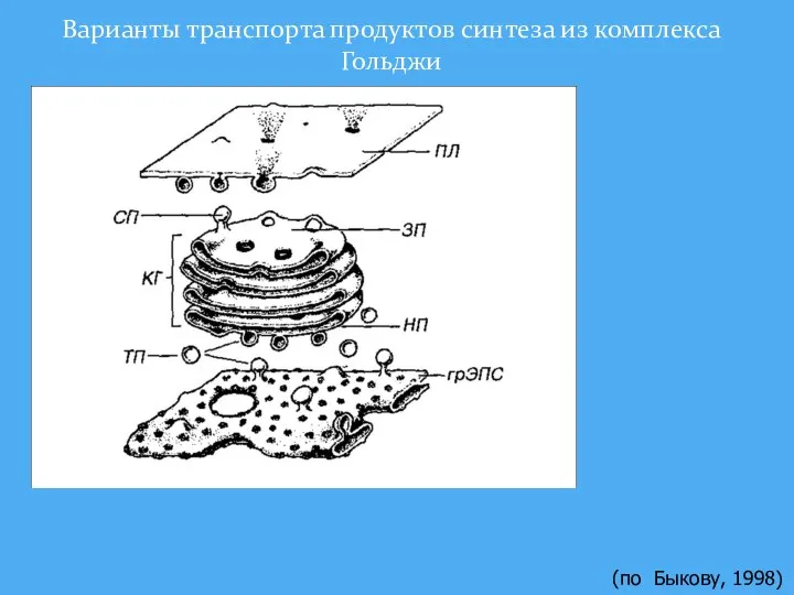 Варианты транспорта продуктов синтеза из комплекса Гольджи (по Быкову, 1998)