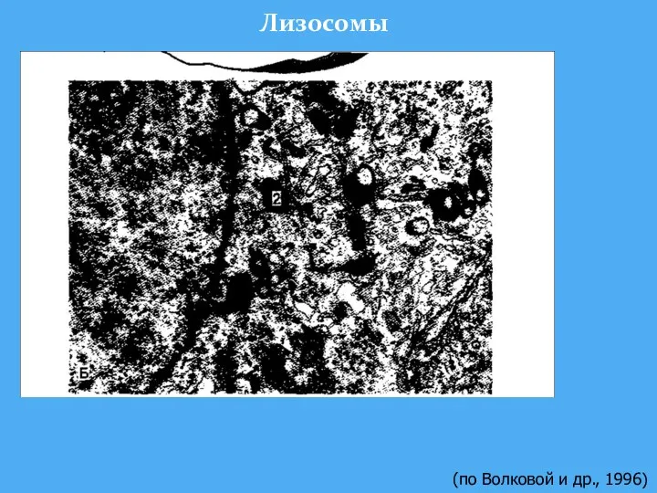 Лизосомы (по Волковой и др., 1996)