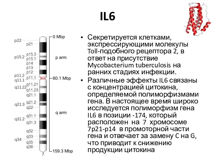 IL6 Секретируется клетками, экспрессирующими молекулы Toll-подобного рецептора 2, в ответ на