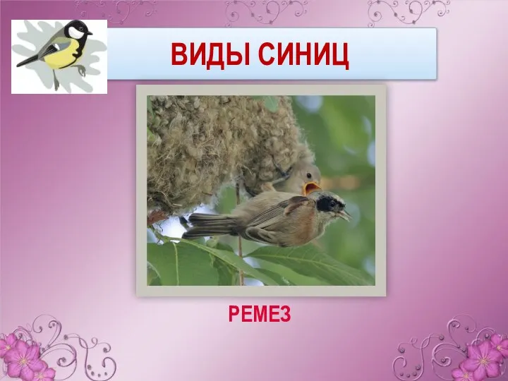 ВИДЫ СИНИЦ РЕМЕЗ