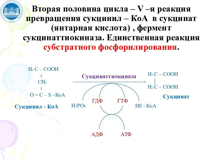 Вторая половина цикла – V –я реакция превращения сукцинил – КоА