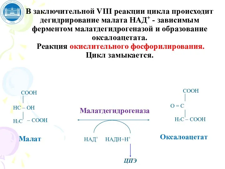 В заключительной VIII реакции цикла происходит дегидрирование малата НАД+ - зависимым