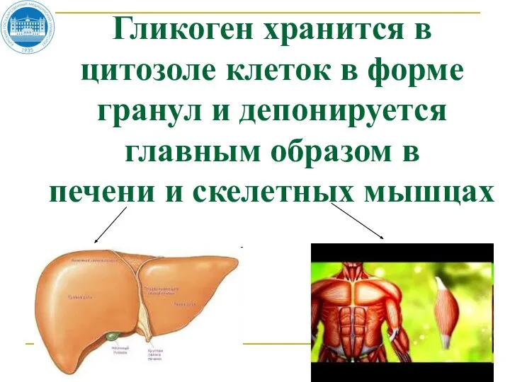 Гликоген хранится в цитозоле клеток в форме гранул и депонируется главным