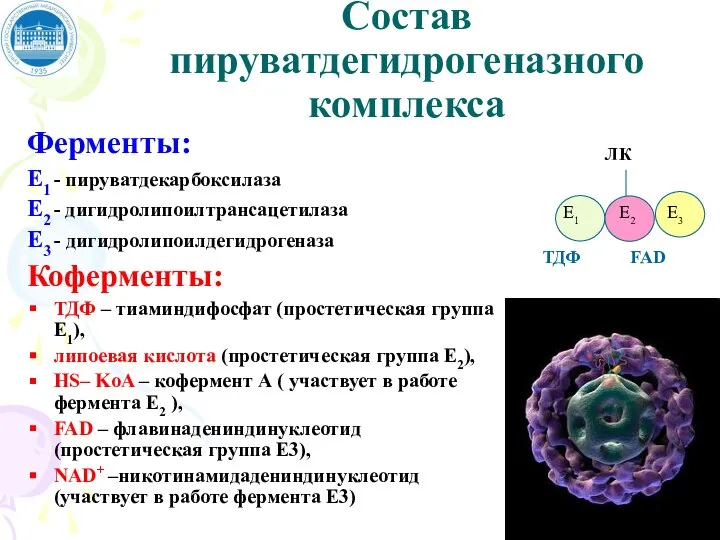 Состав пируватдегидрогеназного комплекса Ферменты: Е1 - пируватдекарбоксилаза Е2 - дигидролипоилтрансацетилаза Е3