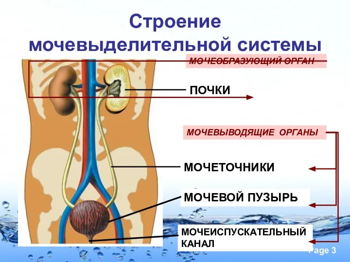 Строение мочевыделительной системы