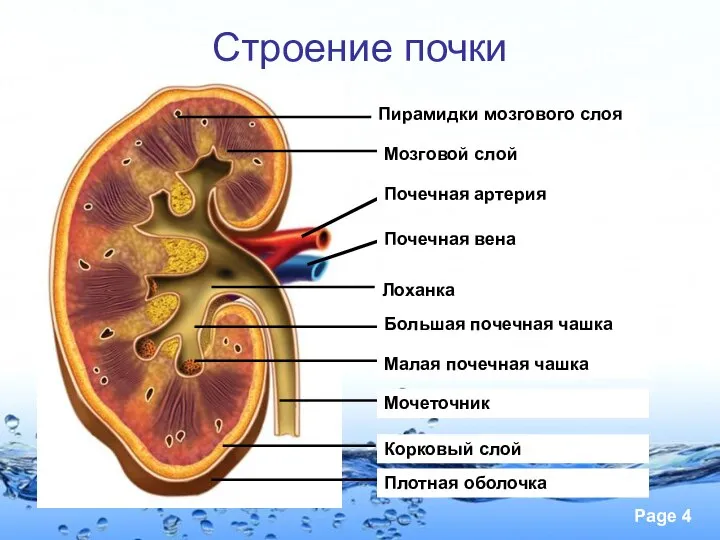 Строение почки