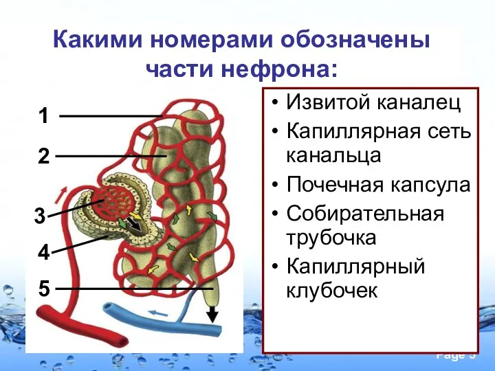 Извитой каналец Капиллярная сеть канальца Почечная капсула Собирательная трубочка Капиллярный клубочек Какими номерами обозначены части нефрона: