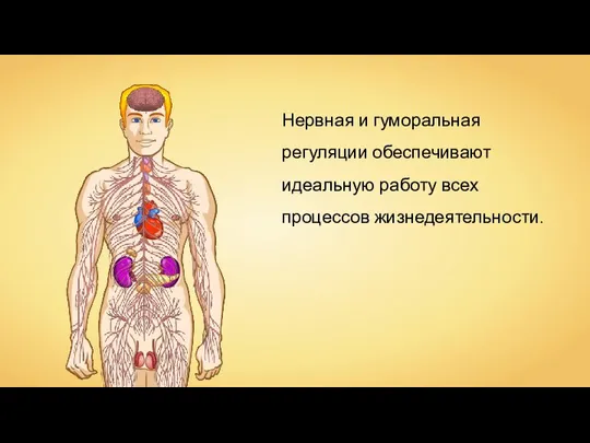 Нервная и гуморальная регуляции обеспечивают идеальную работу всех процессов жизнедеятельности.