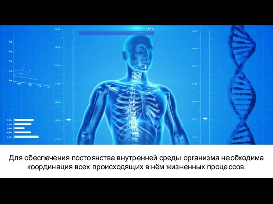 Для обеспечения постоянства внутренней среды организма необходима координация всех происходящих в нём жизненных процессов.