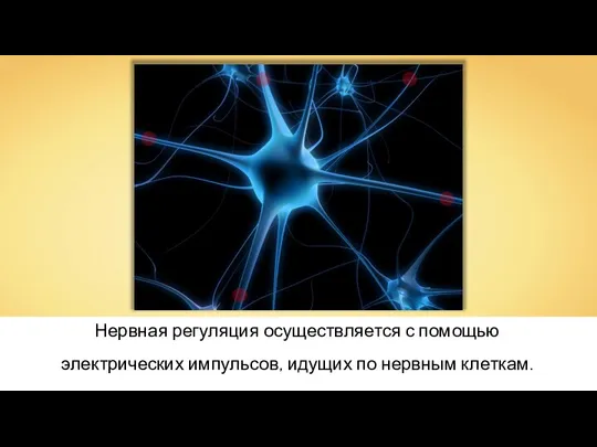 Нервная регуляция осуществляется с помощью электрических импульсов, идущих по нервным клеткам.