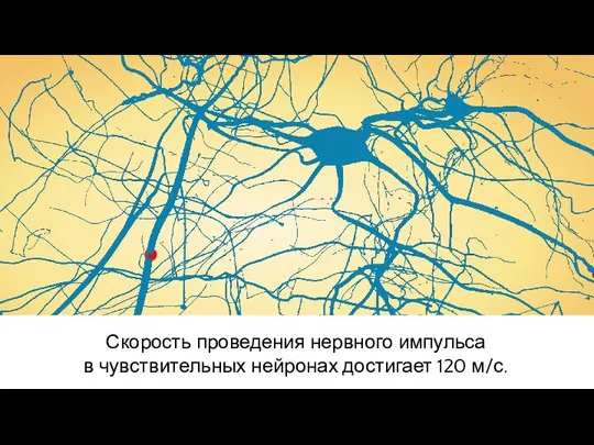 Скорость проведения нервного импульса в чувствительных нейронах достигает 120 м/с.