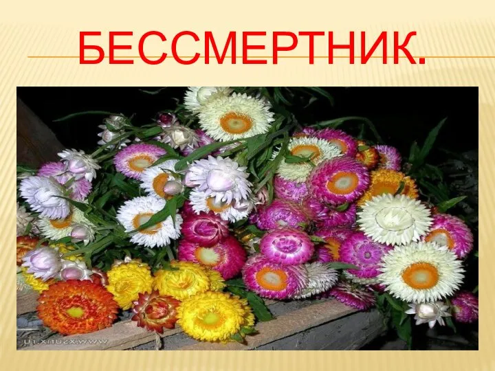 БЕССМЕРТНИК.