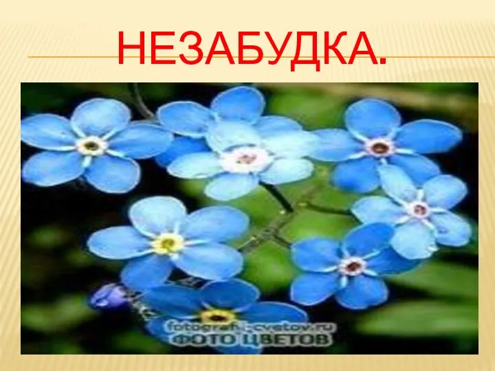 НЕЗАБУДКА.