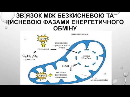 ЗВ’ЯЗОК МІЖ БЕЗКИСНЕВОЮ ТА КИСНЕВОЮ ФАЗАМИ ЕНЕРГЕТИЧНОГО ОБМІНУ