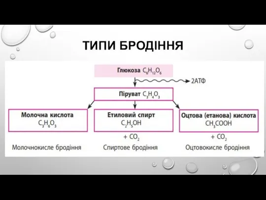 ТИПИ БРОДІННЯ