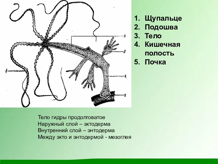 Щупальце Подошва Тело Кишечная полость Почка Тело гидры продолговатое Наружный слой