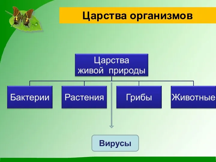 Царства организмов Вирусы