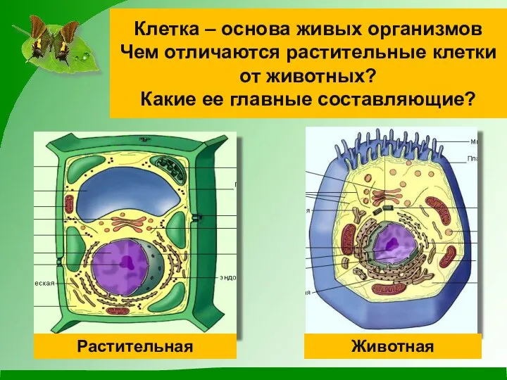 Клетка – основа живых организмов Чем отличаются растительные клетки от животных?