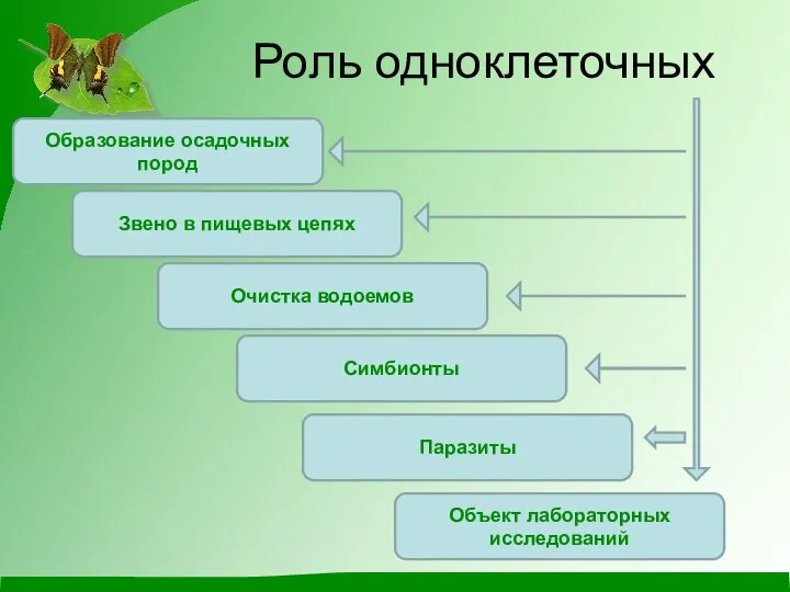 Роль одноклеточных Образование осадочных пород Звено в пищевых цепях Очистка водоемов Симбионты Объект лабораторных исследований Паразиты