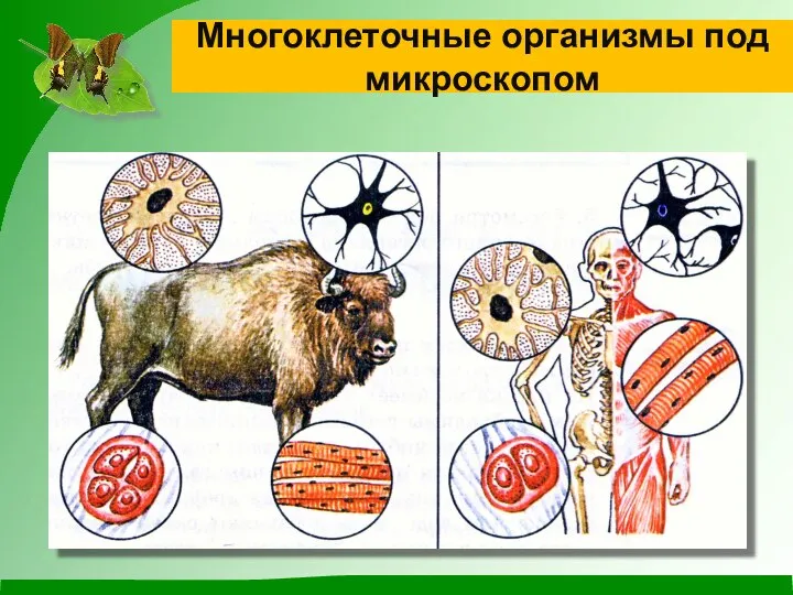 Многоклеточные организмы под микроскопом