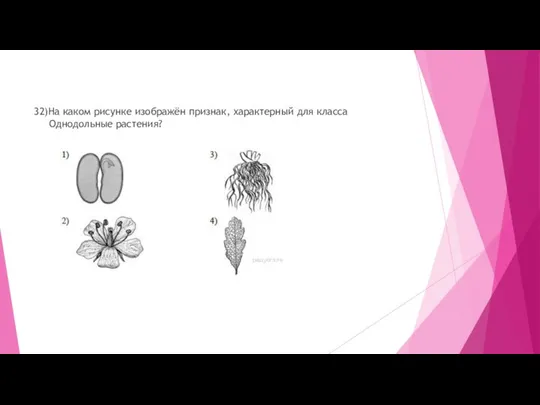 32)На каком рисунке изображён признак, характерный для класса Однодольные растения?